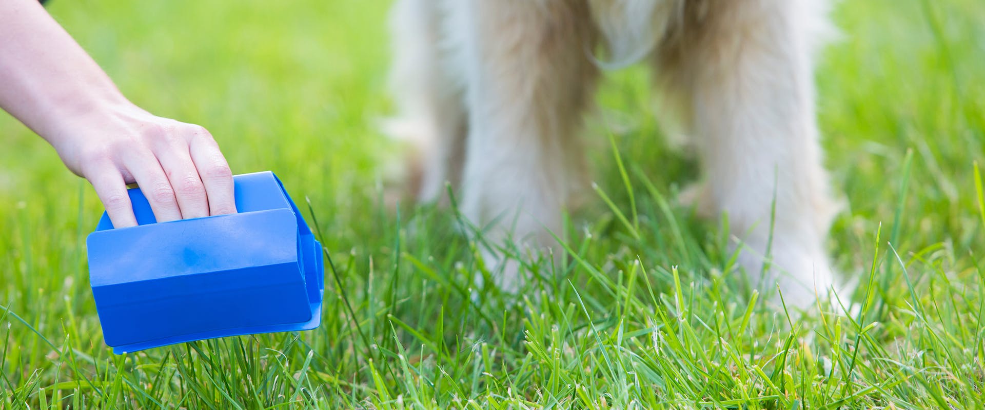 A person using a dog pooper scooper, a small white dog standing to the side