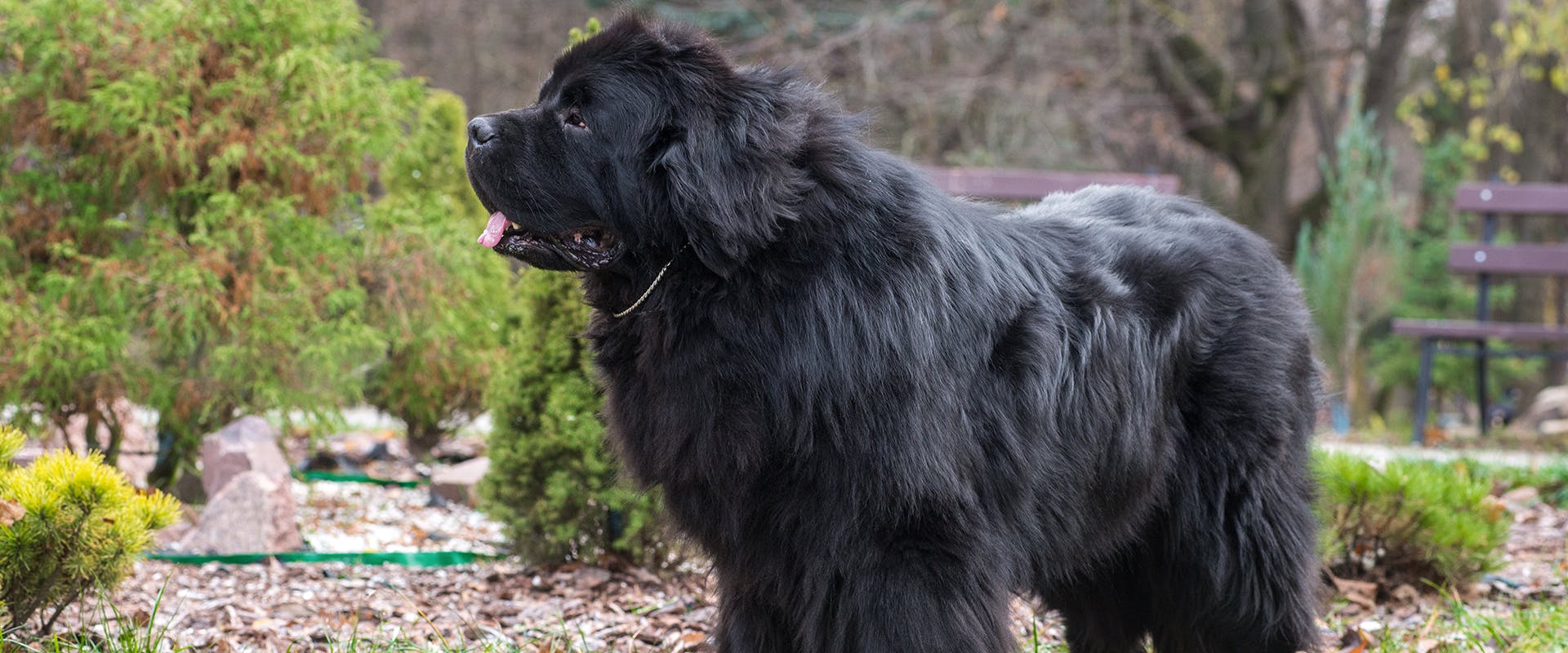 A Newfoundland dog standing in a park