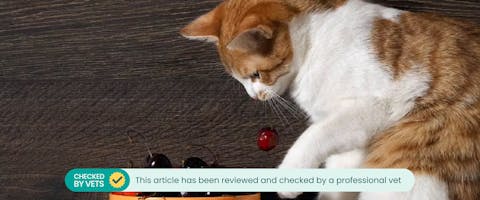 Cat playing with cherries