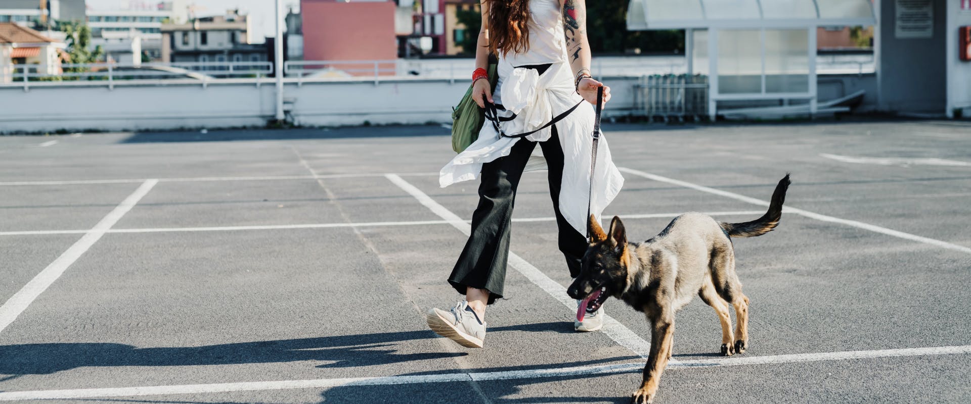 A woman walks a dog in Milan.