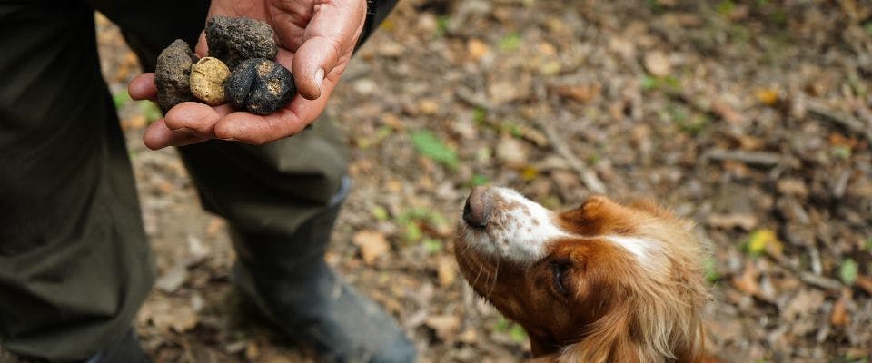 Dog sniffing wild mushrooms in the forest
