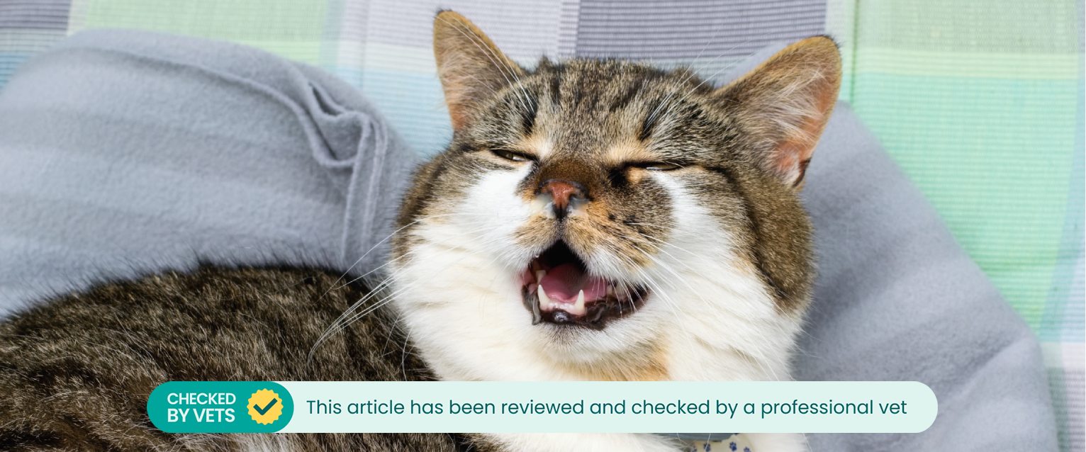 A cat with a runny nose sneezing.