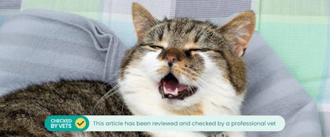 A cat with a runny nose sneezing.