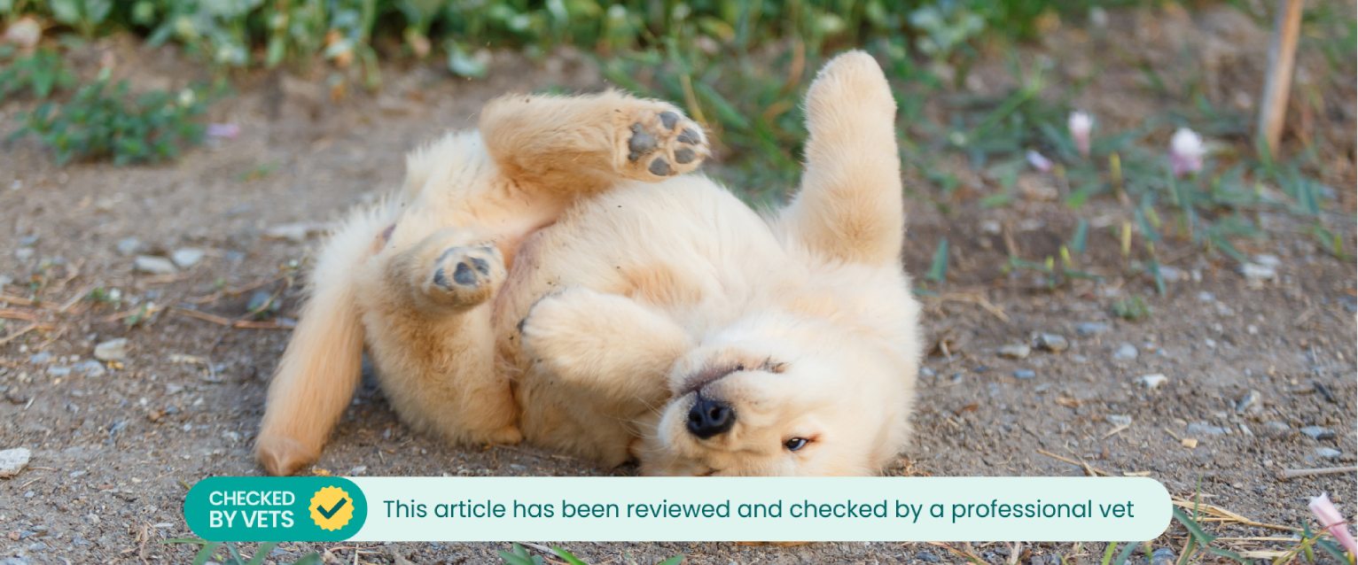 A puppy rolls on the floor. 