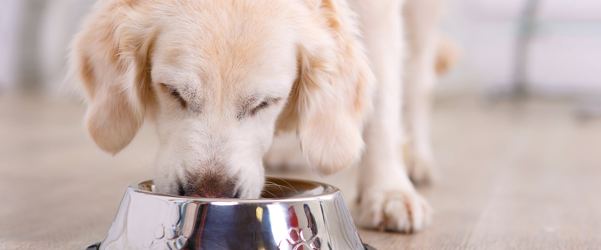 what is the best natural dog food on the market