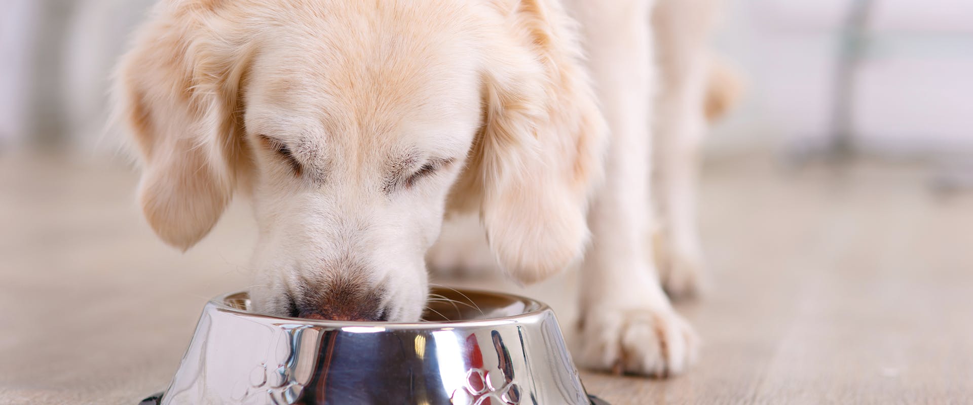 A young puppy eating natural dog food from a steel dog bowl