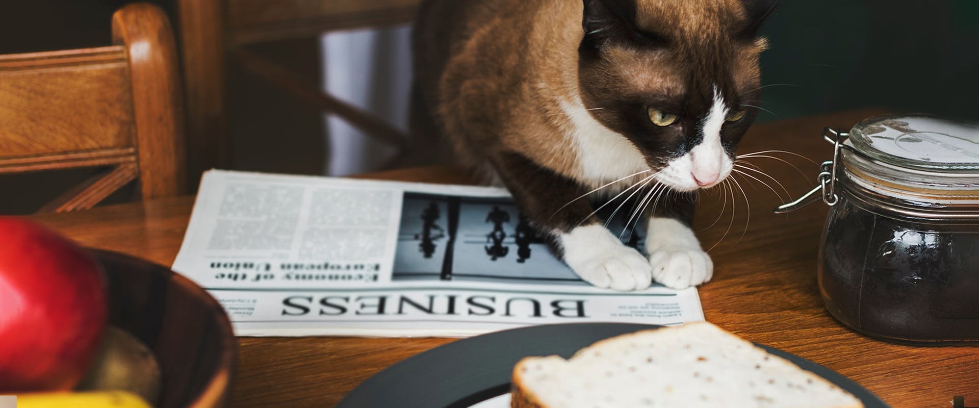 Can cats eat bread? A cat sitting at at table, with a newspaper in front of him and a slice of plain white bread