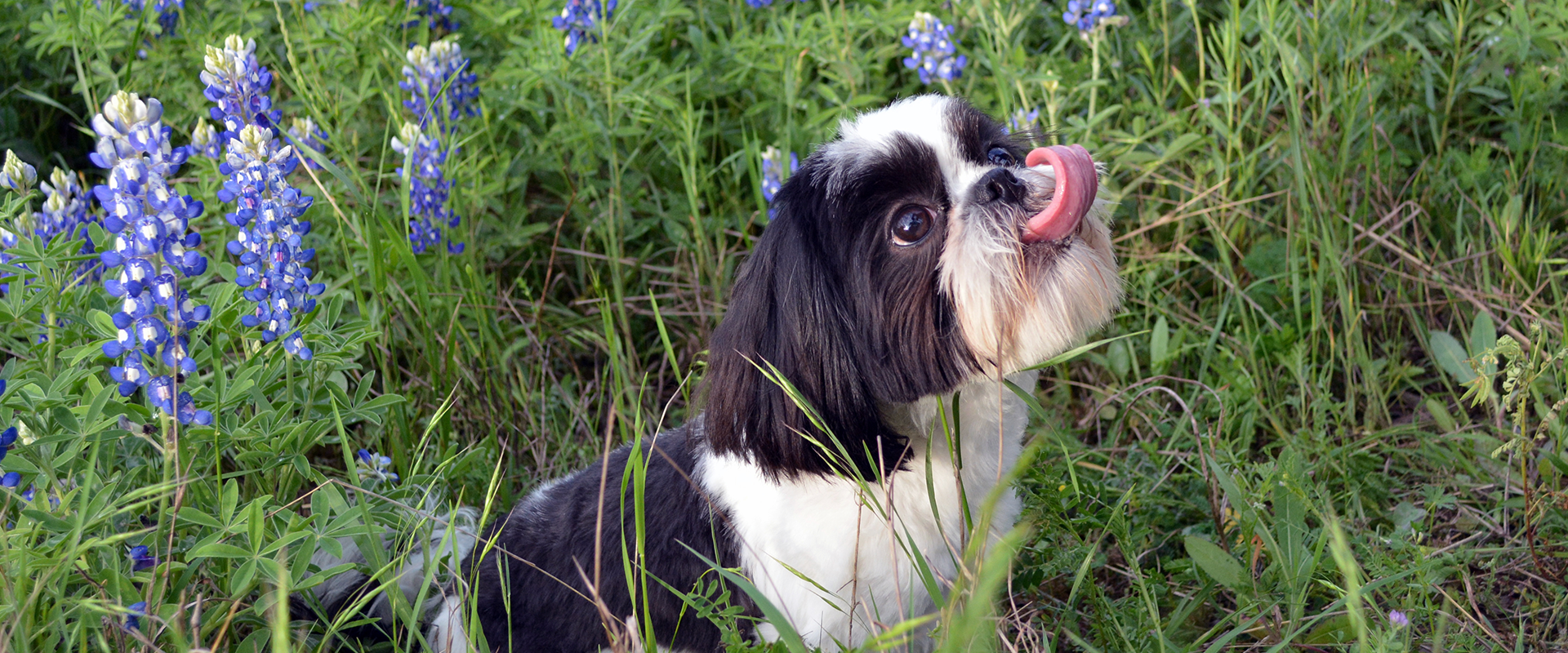 Is Foxglove Poisonous to Dogs?