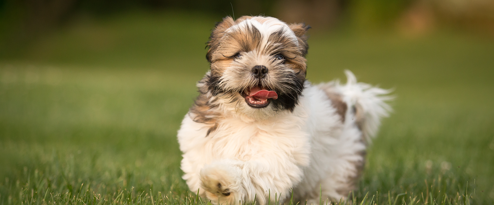 small havanese