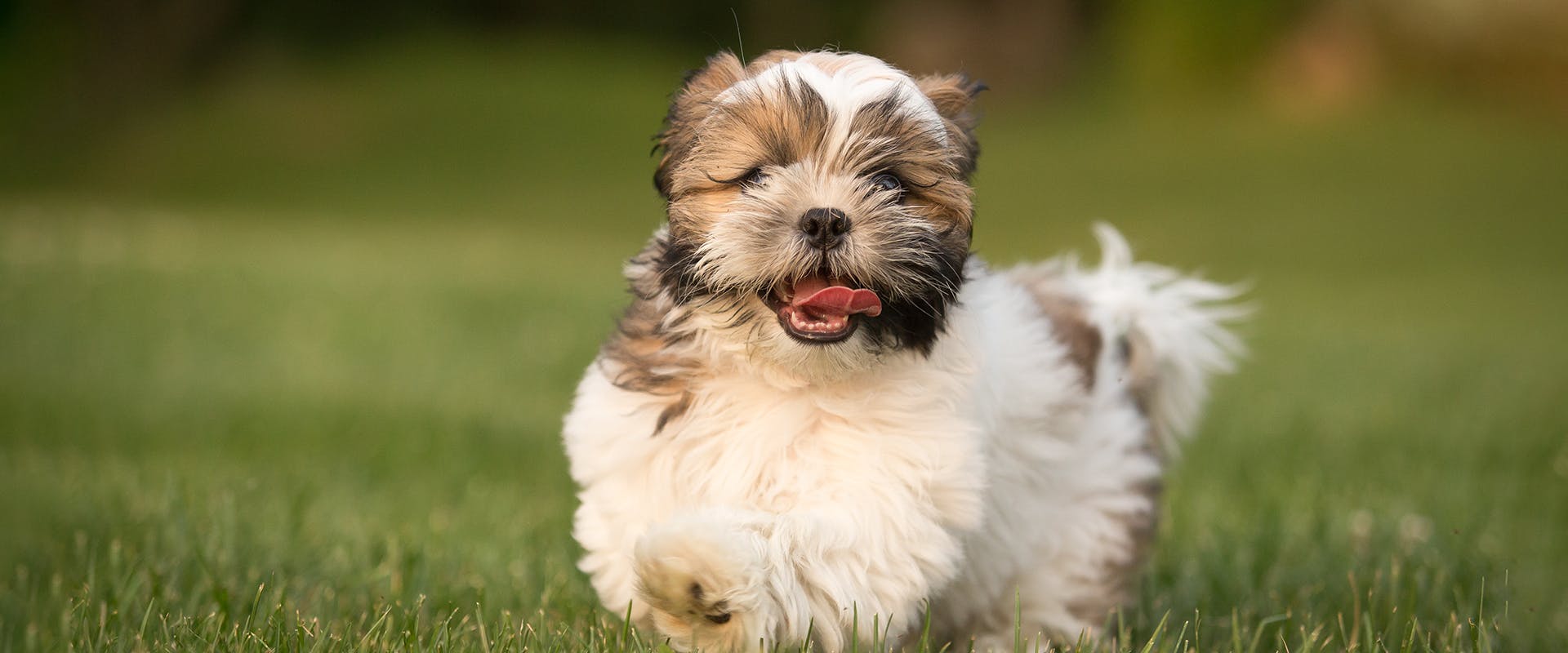A cute Havanese puppy running through a grassy field