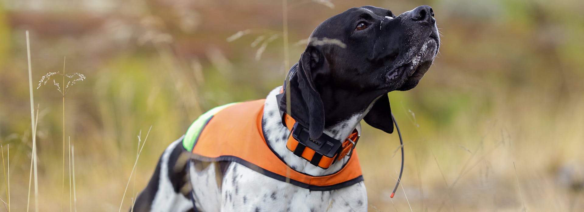 A dog standing in a field wearing a gps tracking collar and a hi-vis dog jacket