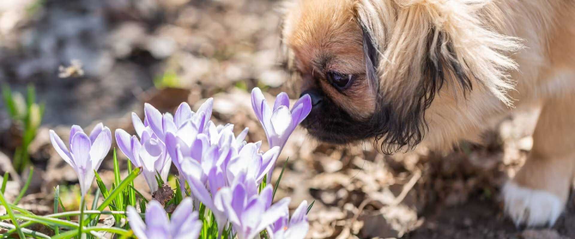 Pekingese dog sniffing crocus flowers