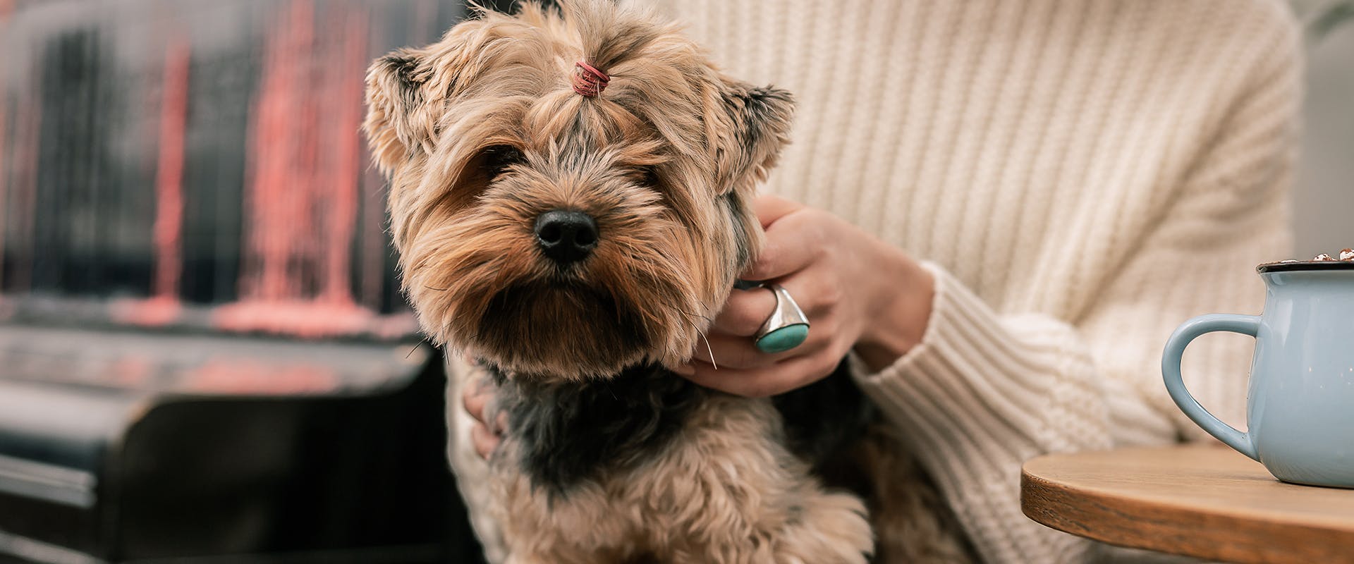 A woman sitting in a cafe, a dog sitting on her lap