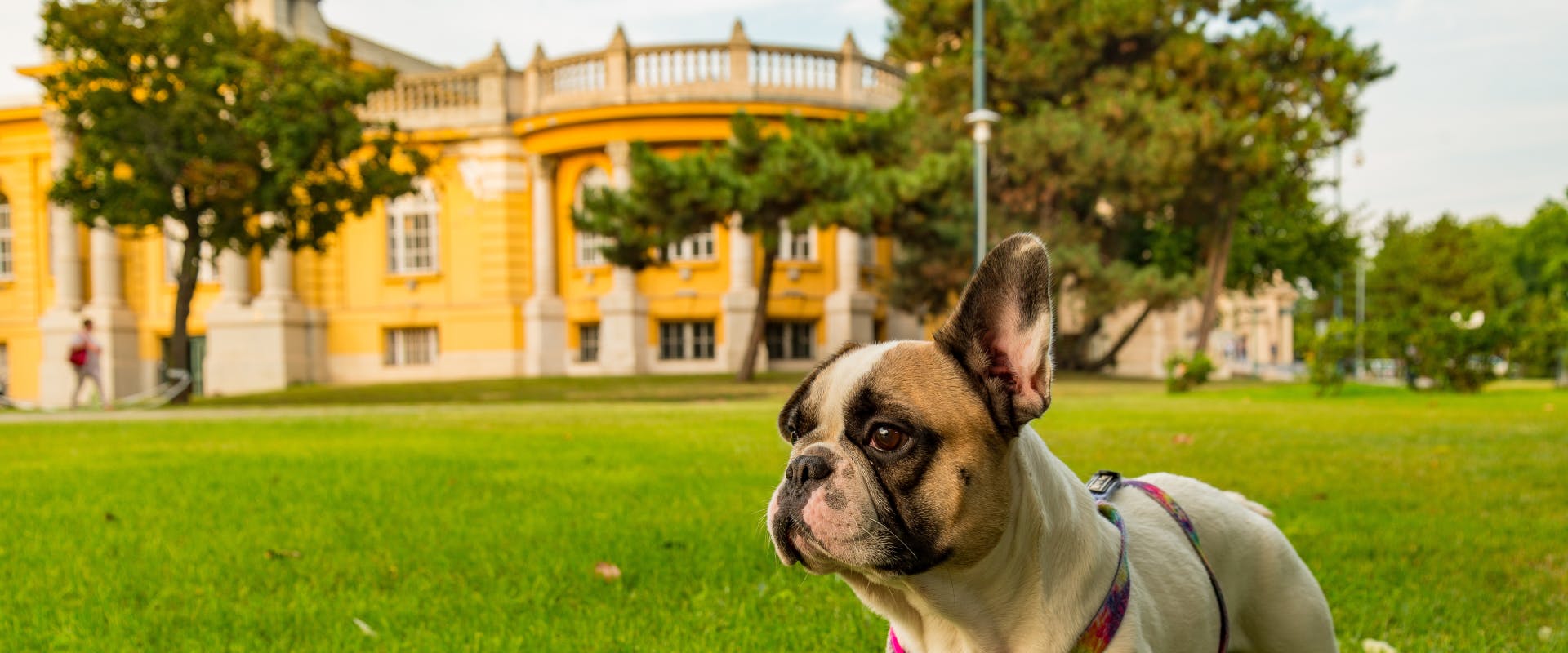 a french bulldog outside the széchenyi thermal bath house in budapest