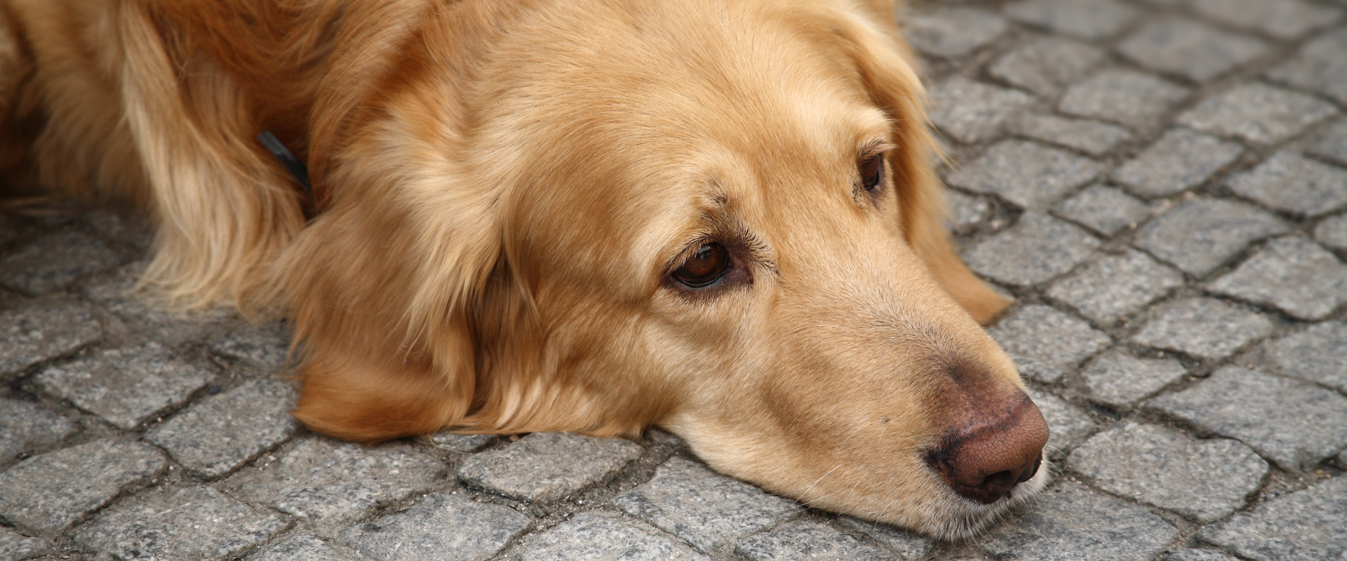 A dog lies on the floor. 
