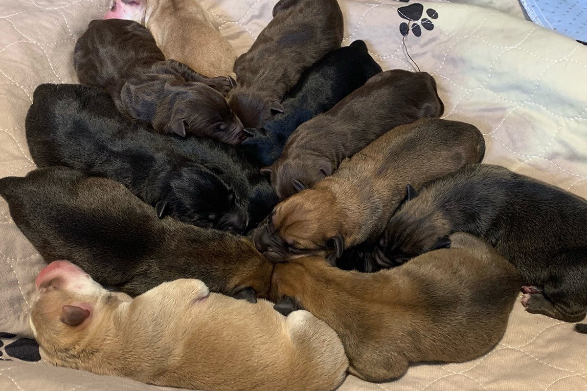 A pile of sleeping newborn puppies