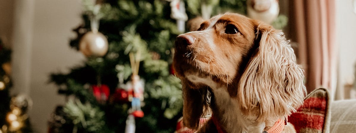 A dog sitting in front of a Christmas tree