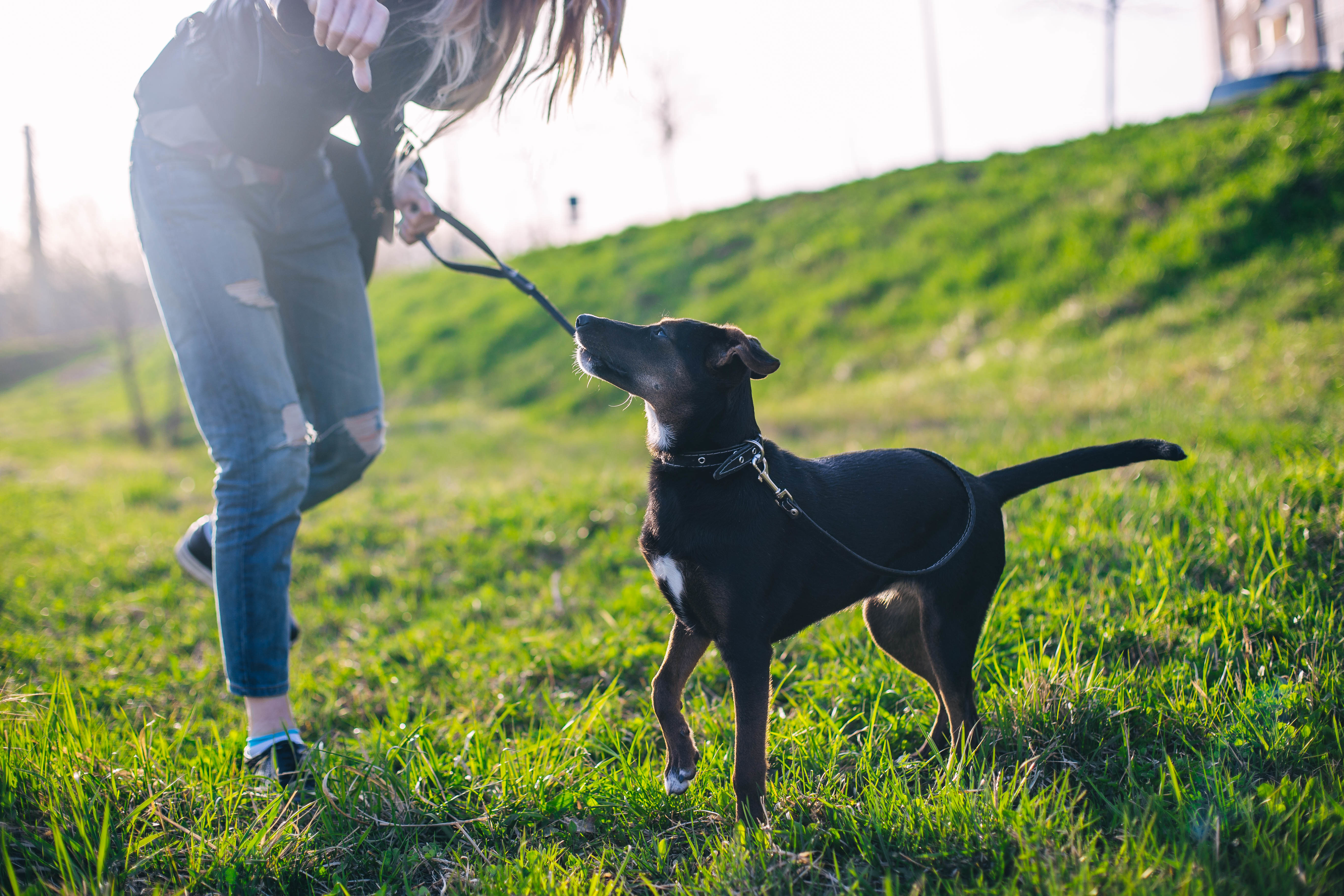 Dog walking through grassland