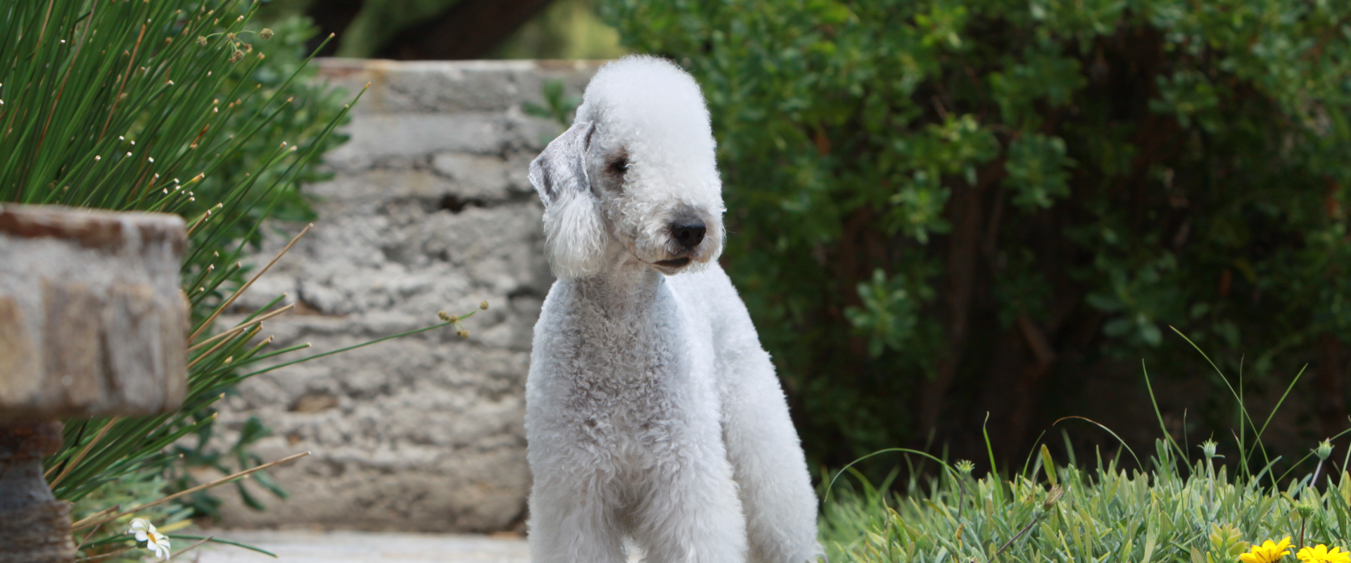 A dog standing in a garden.