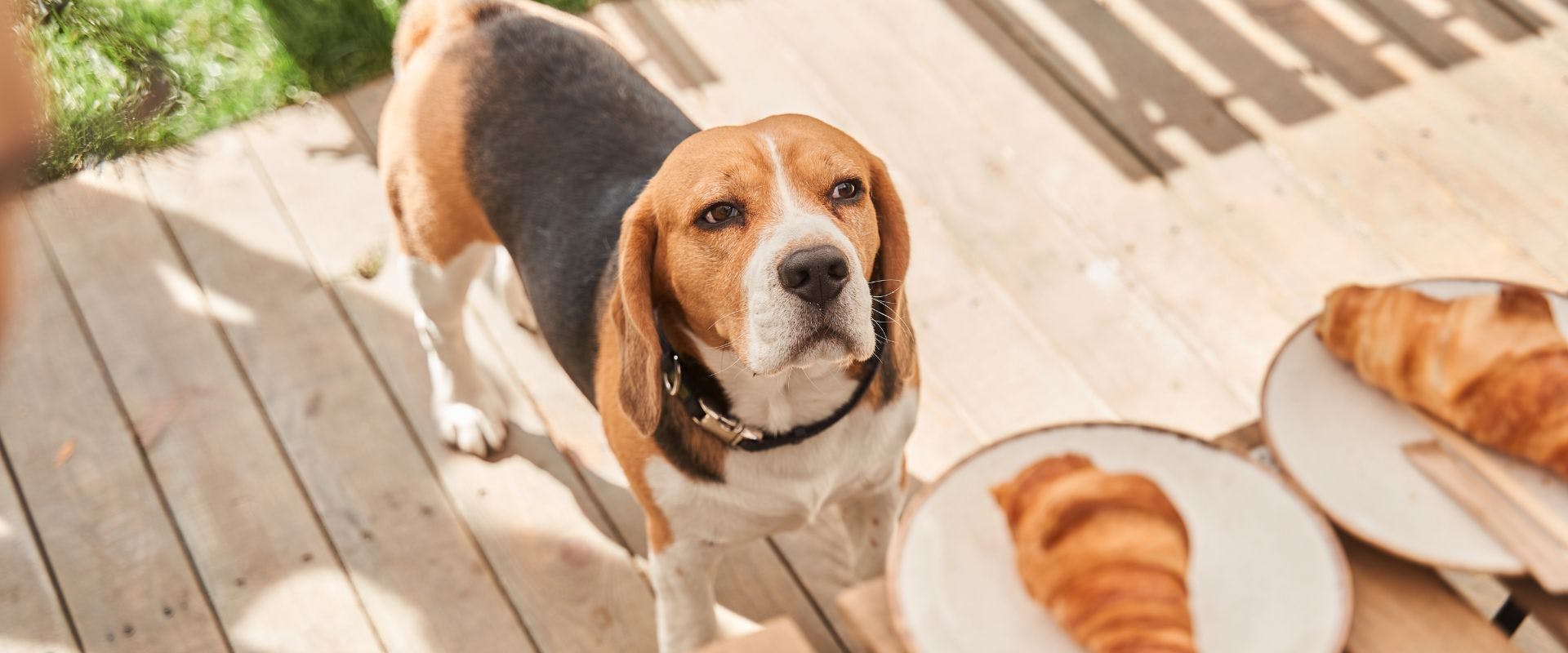 Beagle dog waiting for croissants