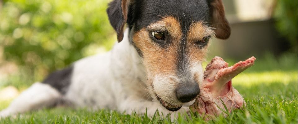 Jack Russell dog eating pork bone