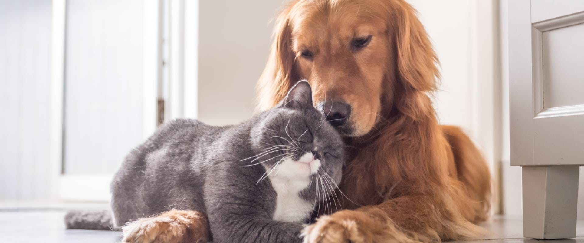 Cat and Golden Retriever sitting together