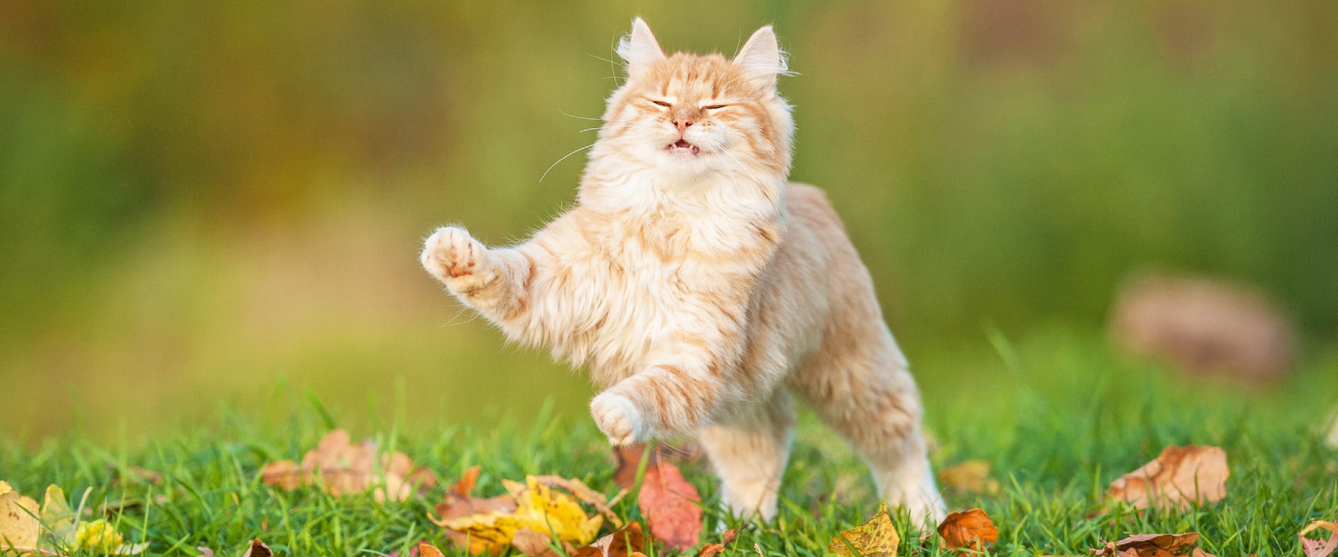 long haired ginger cat jumping through the grass