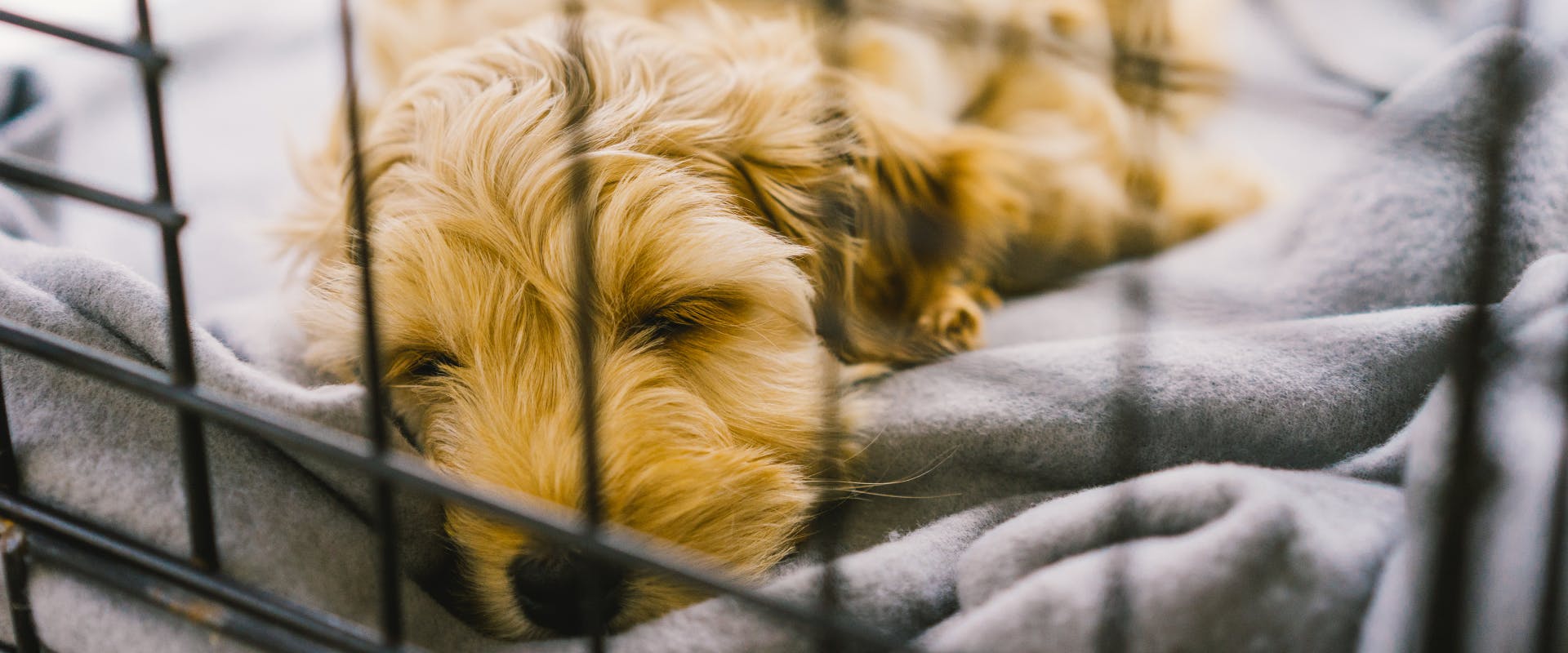A puppy sleeps in a dog crate.