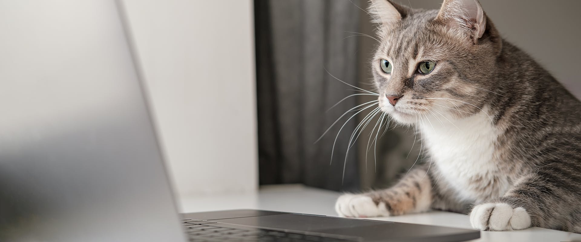 A cat sitting with its paws on a table, looking at an open laptop