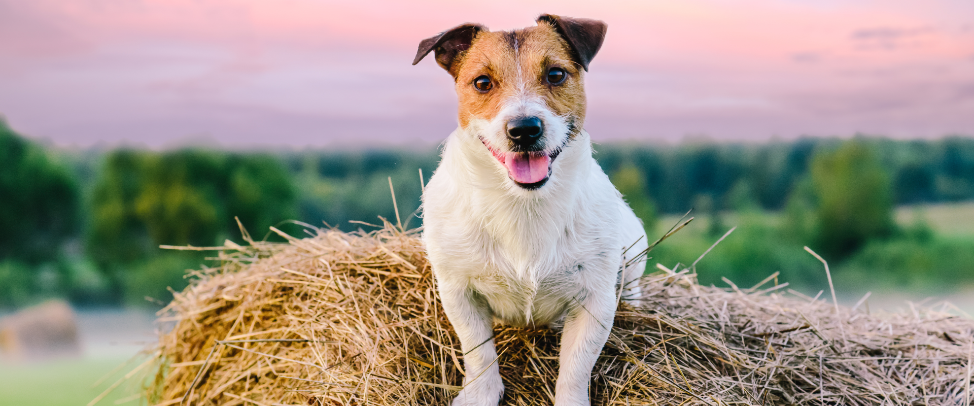 Quirky and Unique Dog Names Starting with Q | TrustedHousesitters.com