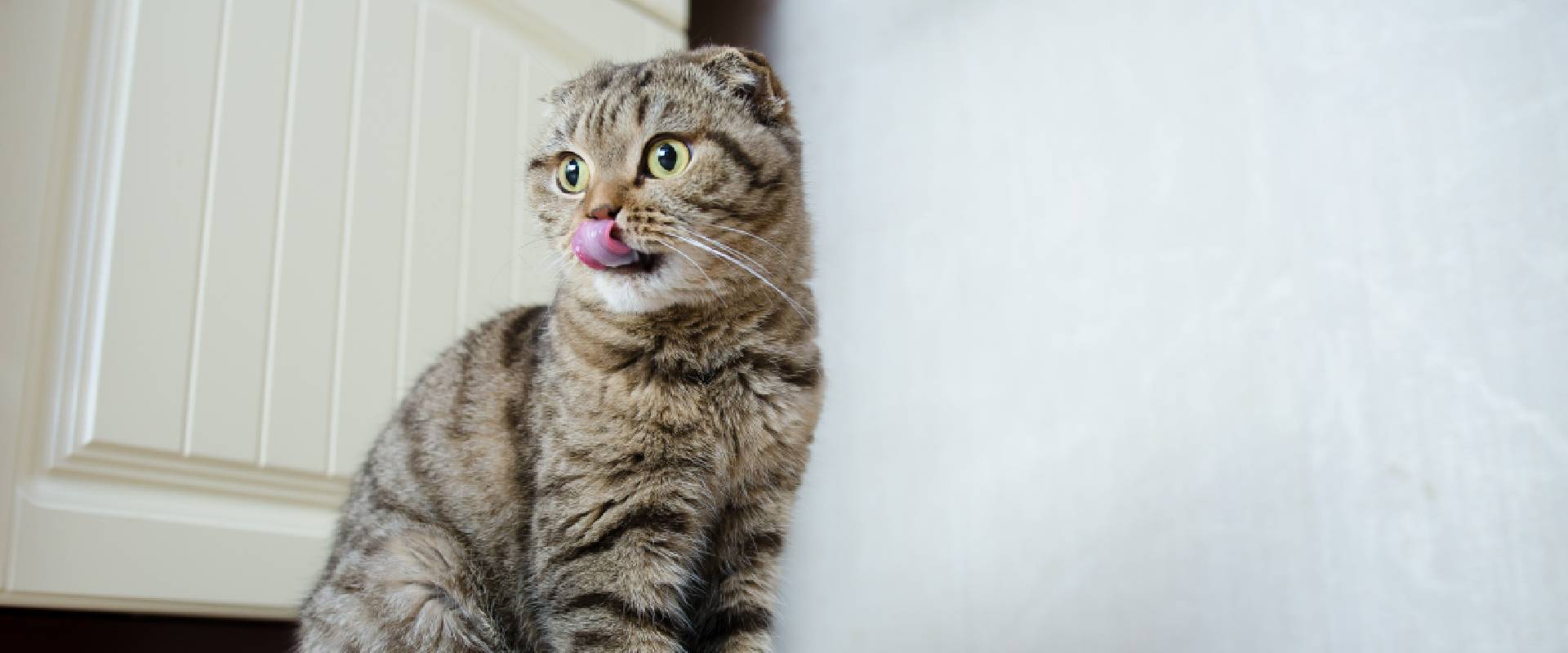 can i feed my cat cooked fish