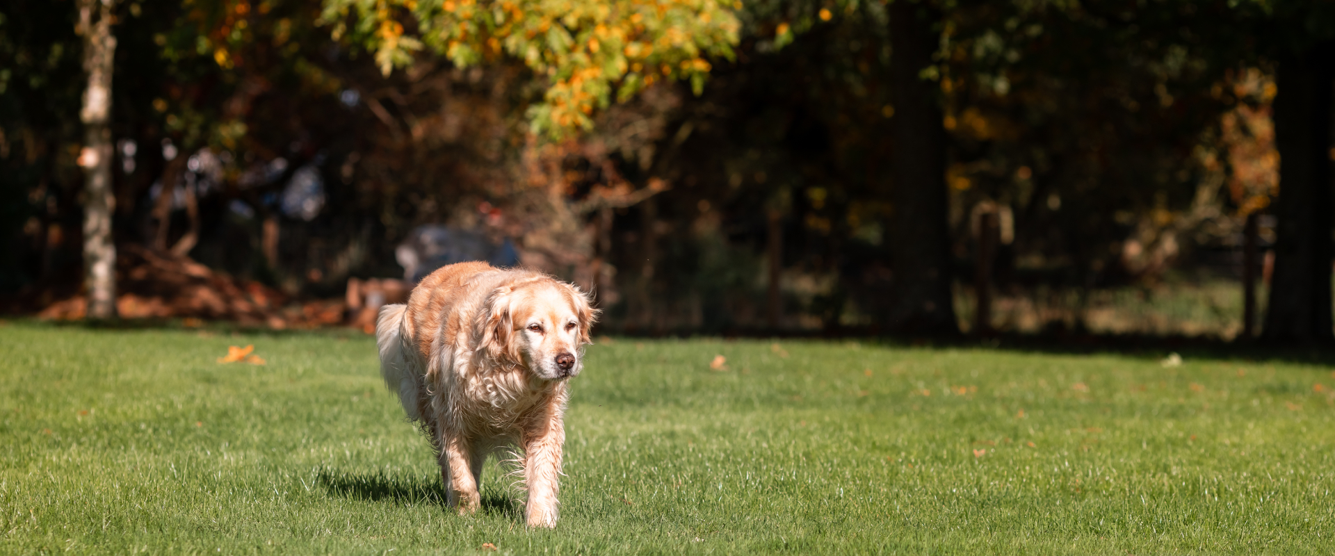 A dog takes a walk through the park.