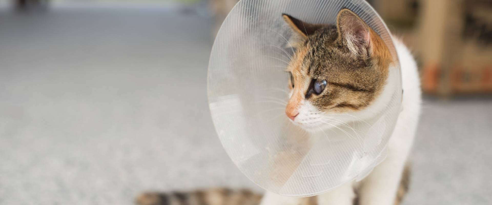 Cat in a cone of shame