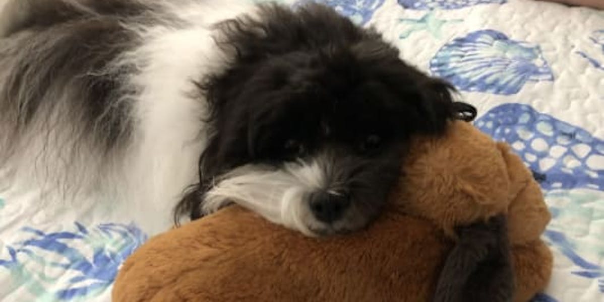 A Havanese dog laying on a bed with its head on a plush toy