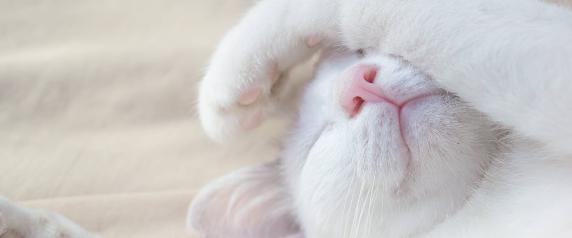 white cat sleeping on a blanket with a paw over its face