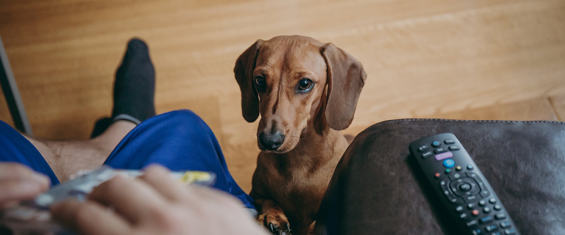 A Dachshund starting intently at its owner, who is sitting on a sofa