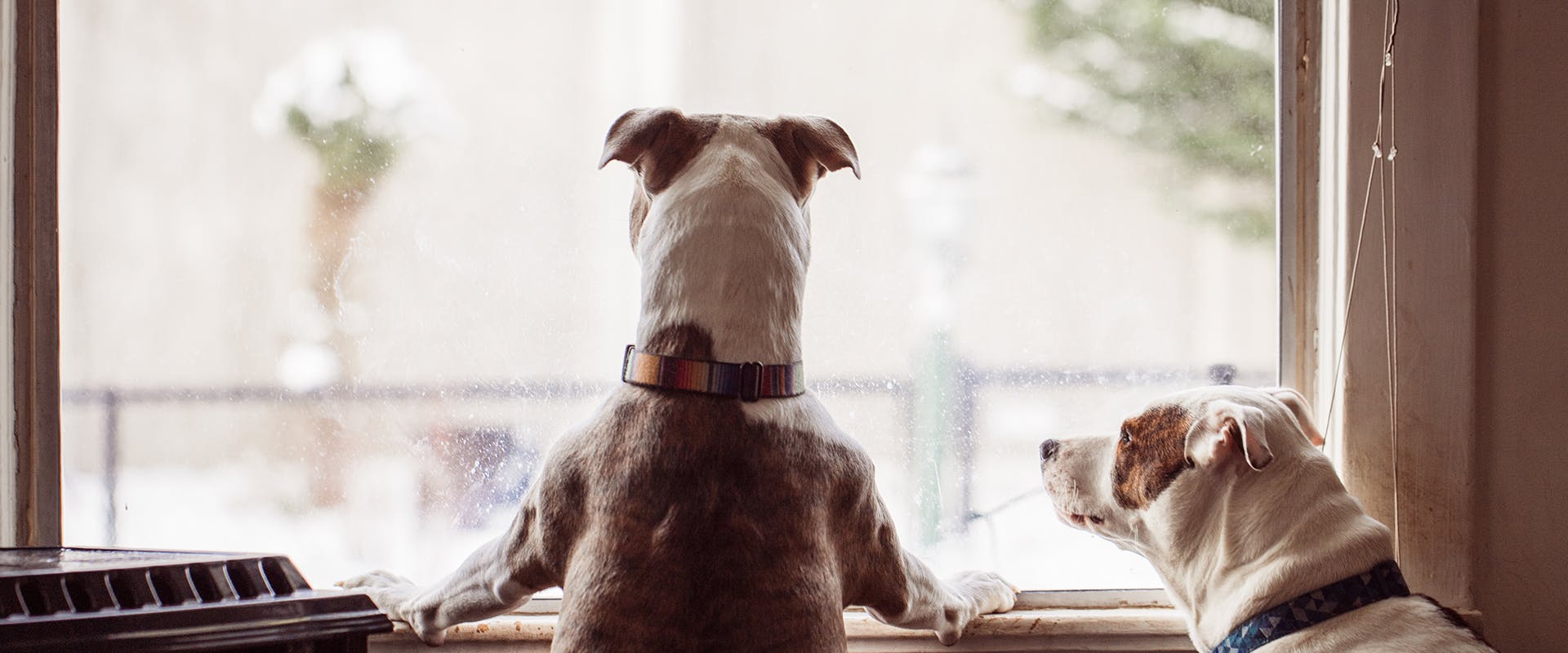 Two dogs looking out the window for their owner