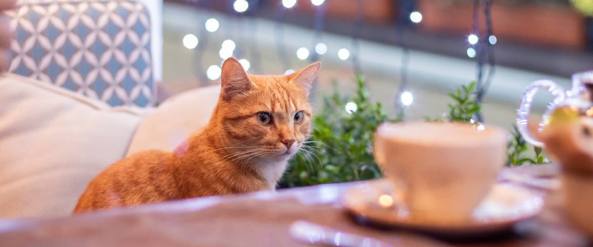 Ginger cat sat in a coffee shop