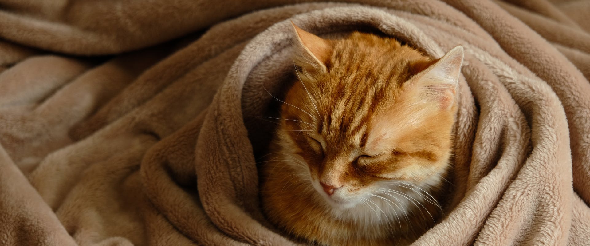 An older cat snuggled in a blanket.