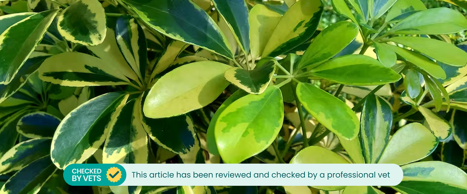 Close up of an umbrella plant