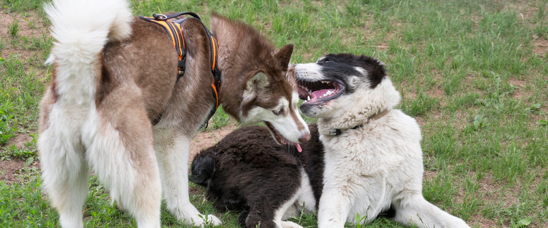 Two dogs meet in a dog park.