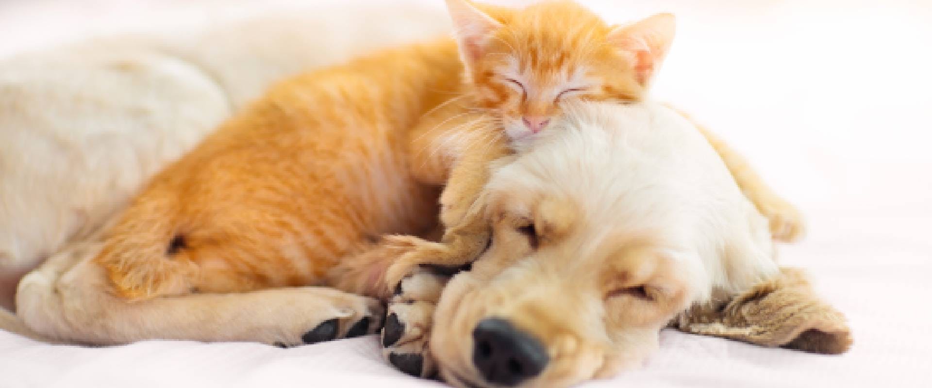 Golden Retriever and a cat sleeping next to one another