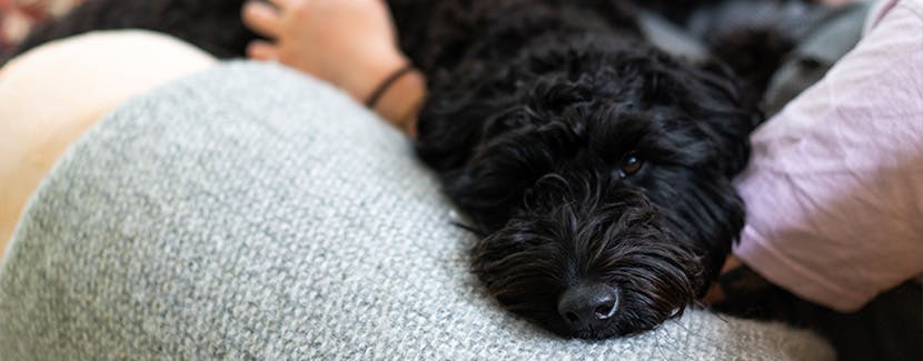 Black dog on sofa looking towards camera