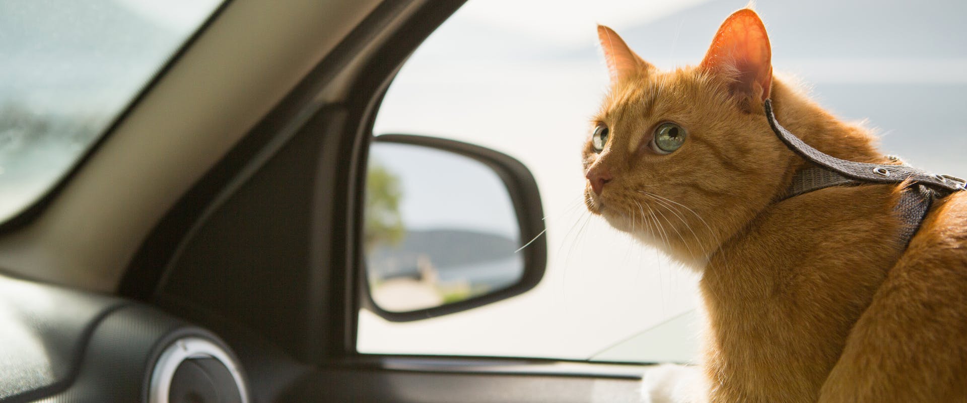 ginger cat with a leash sitting in a car