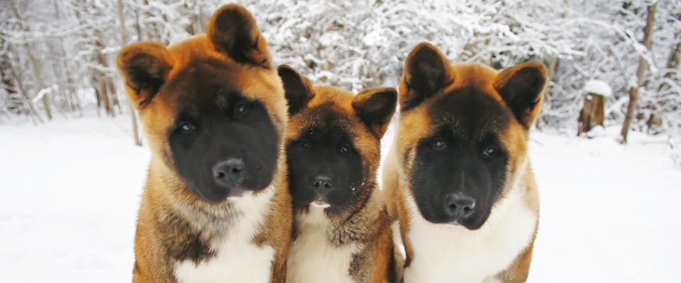 a group of three american akita puppies sitting in the snow in a forest