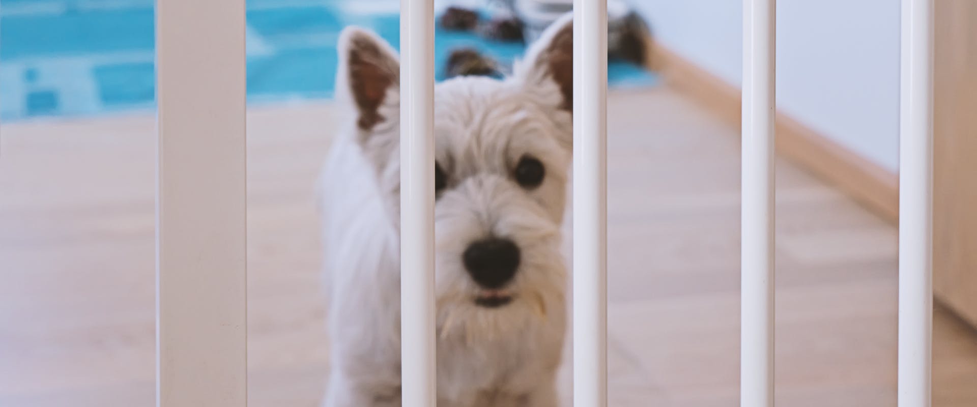 A dog behind a dog gate.