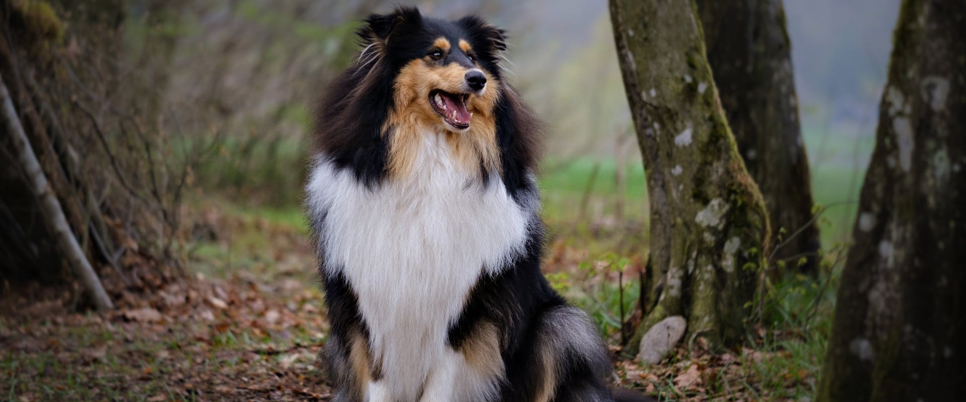 a tri-colored long haired rough collie sitting in a woodland area