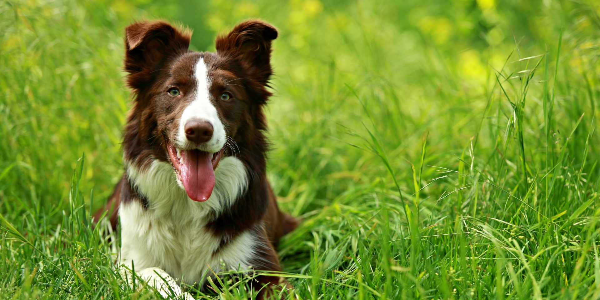 Dog sitting on grass.