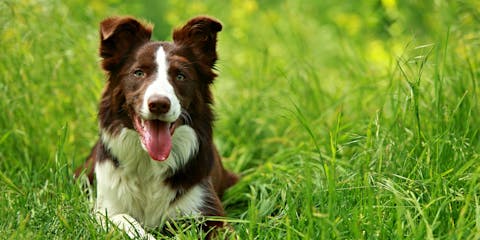 Dog sitting on grass.