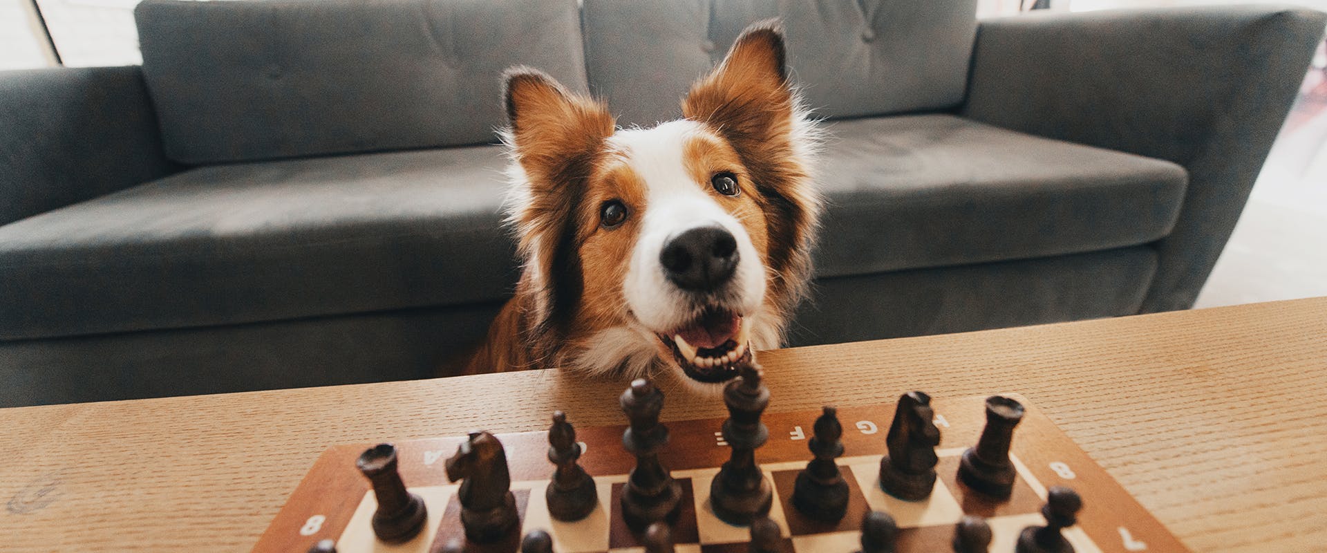 A Border Collie sitting in front of a chess board